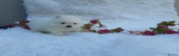 Pomerania perros en venta: PRECIOSO CACHORITO DE POMERANIA TOY  - Anuncio 8