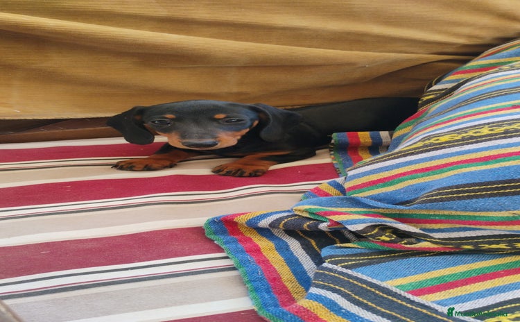 Teckel perros - Anuncio 4
