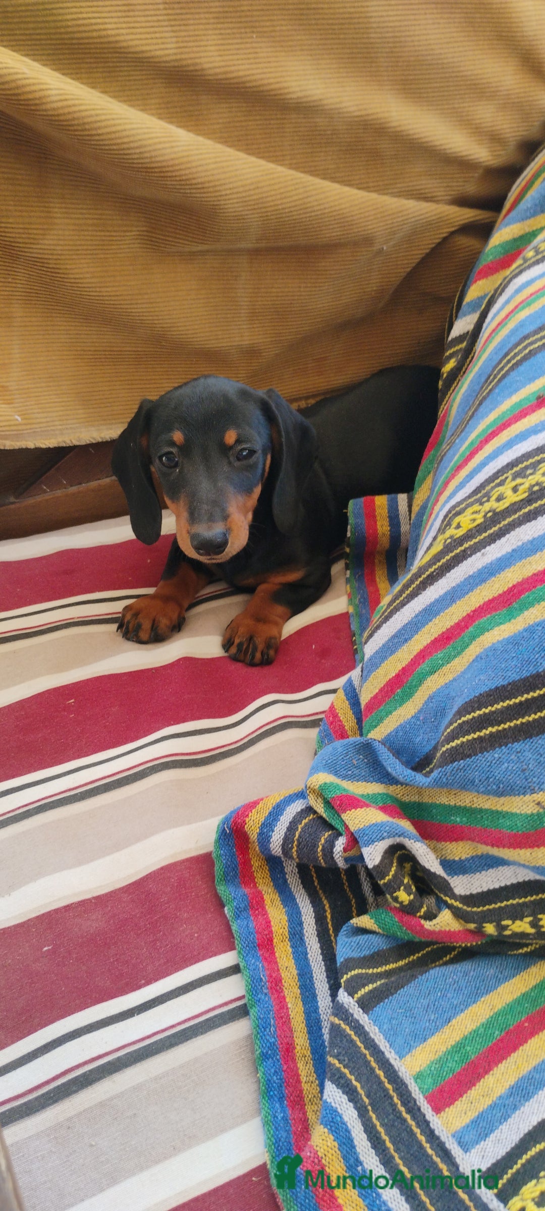 Teckel perros en venta: Cachorrita teckel negro y fuego  - Imagen 1