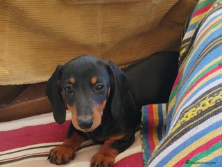 Teckel perros - Anuncio 20