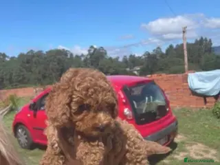 Caniche Toy perros Caniche toy - Anuncio 8