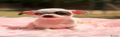 Chihuahua 1
