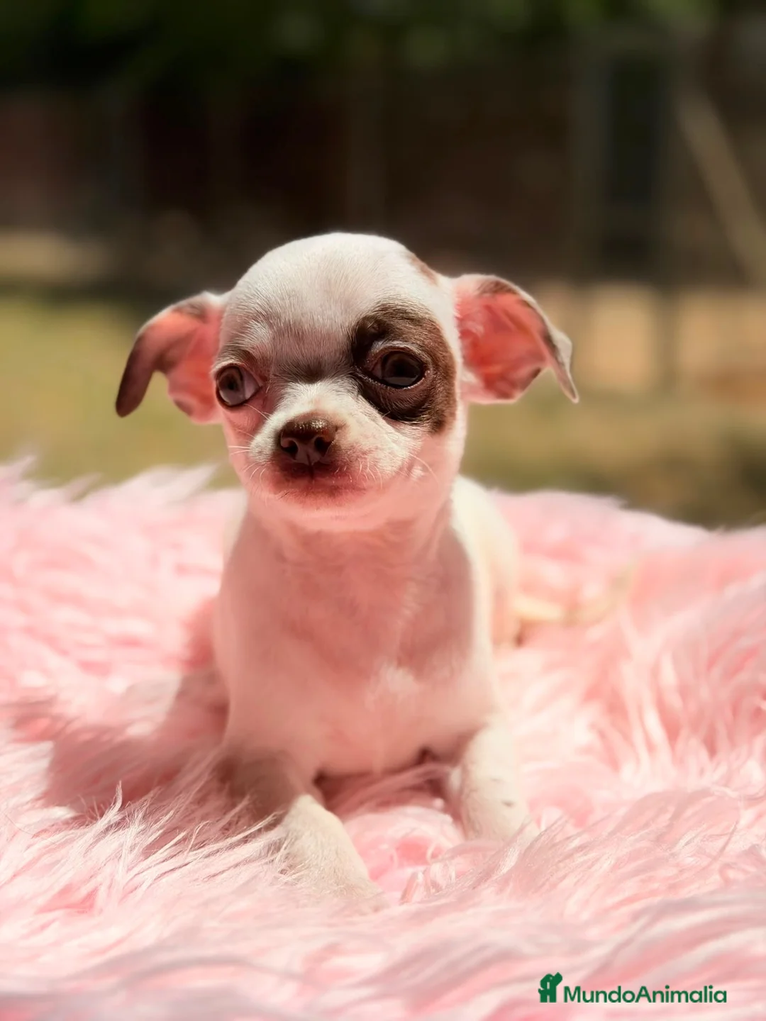 Chihuahua perros en venta: Preciosa chihuahua disponible🩷🐾 - Anuncio 1