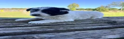 Border Collie perros en venta: Border Collie - Anuncio 11