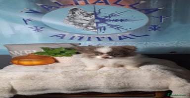 Pomerania perros - Anuncio 1