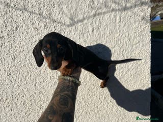 Teckel perros TECKEL PUPPIES LISTOS !!!! en Badajoz - Anuncio 18
