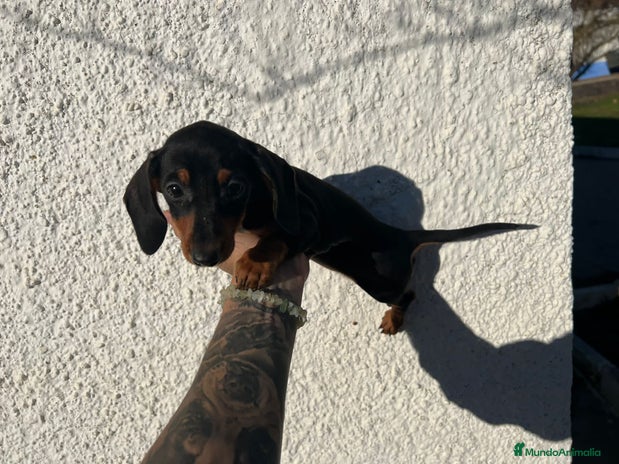 Teckel perros en Badajoz - Anuncio 6