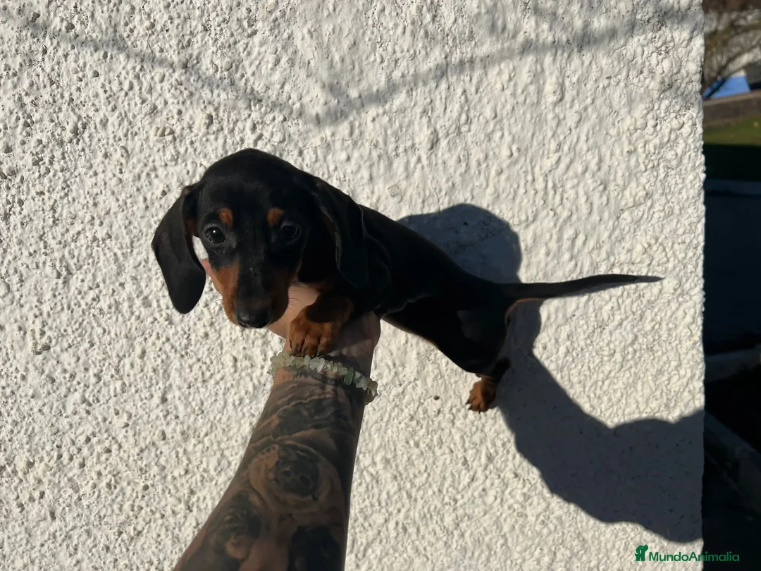 Teckel perros en venta: TECKEL PUPPIES LISTOS !!!! en Badajoz - Anuncio 1