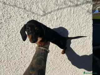 Teckel perros TECKEL PUPPIES LISTOS !!!! en Badajoz - Anuncio 24