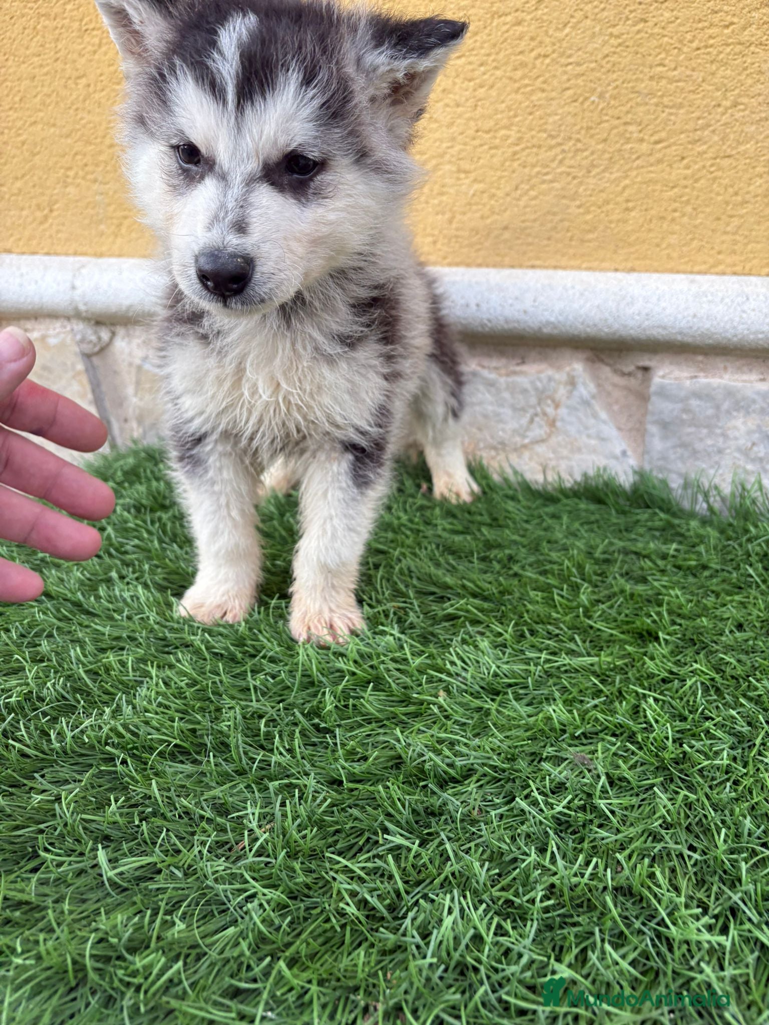 Husky Siberiano perros Husky siberiano macho  - Anuncio 1