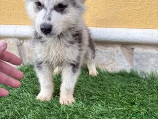 Husky Siberiano perros Husky siberiano macho - Anuncio 1