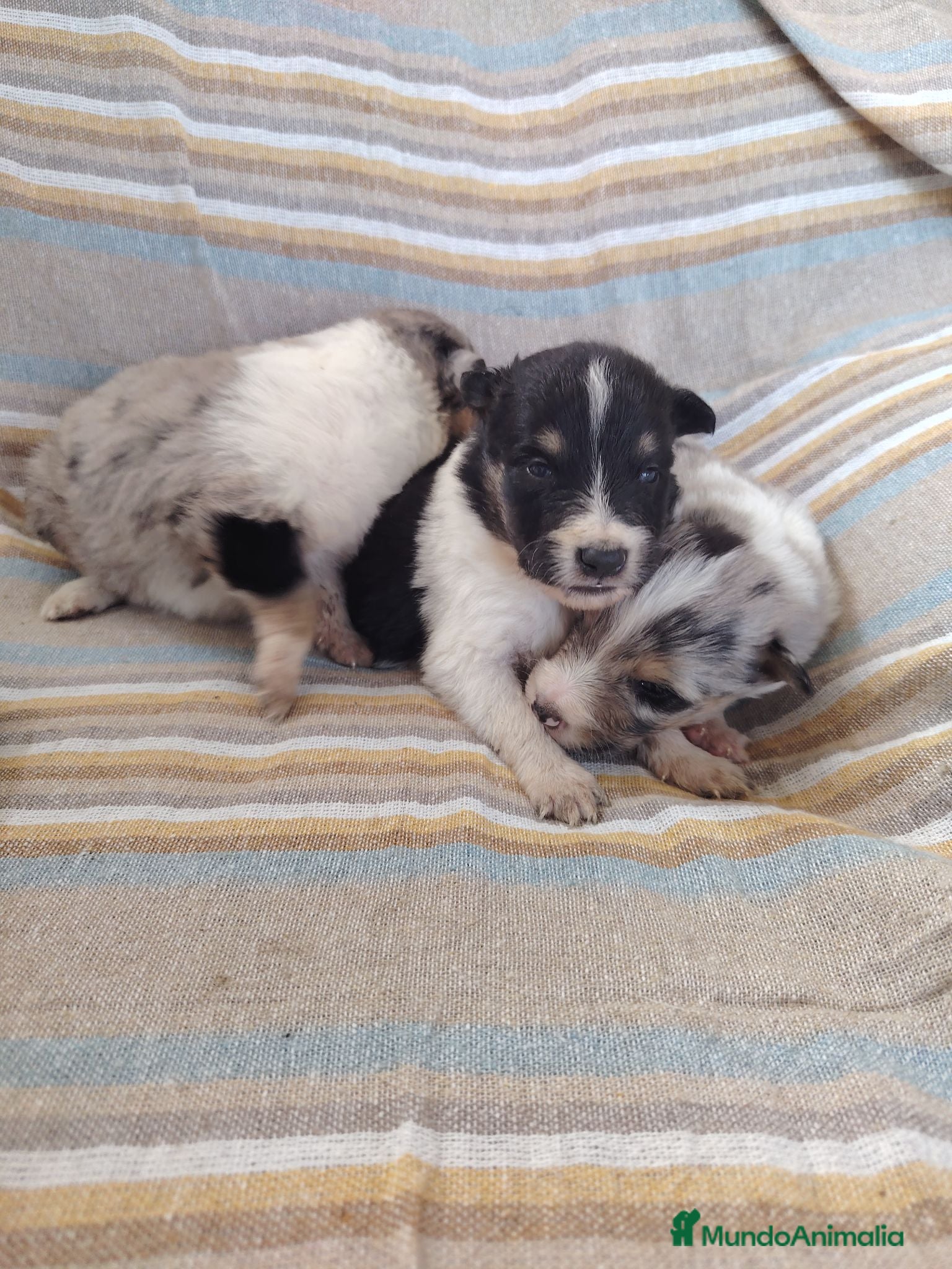 Collie de Pelo Largo perros Rough collie blue y tricolor  - Anuncio 6