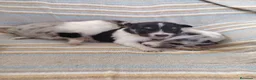 Collie de Pelo Largo perros en venta: Rough collie blue y tricolor  - Anuncio 2
