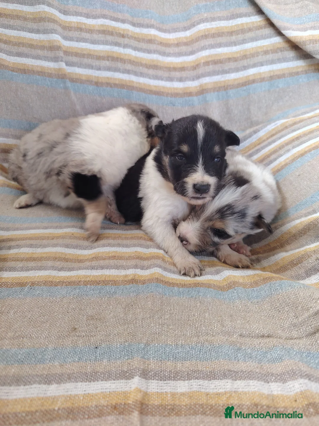 Collie de Pelo Largo perros en venta: Rough collie blue y tricolor  - Anuncio 2