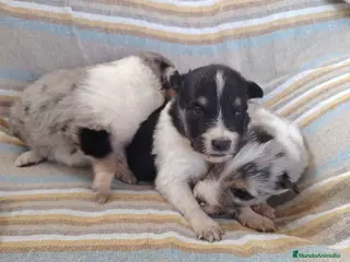 Collie de Pelo Largo perros Rough collie blue y tricolor - Anuncio 6