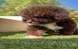 Perro de Agua Español perros en venta: PERRO DE AGUA HEMBRA - Imagen 14