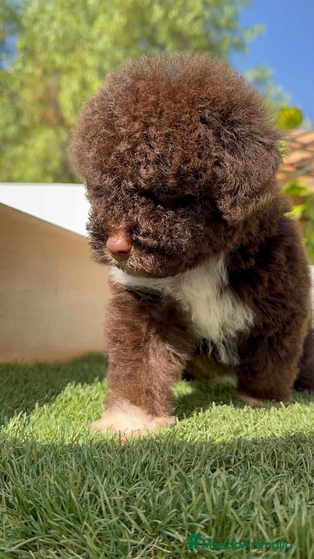 Perro de Agua Español perros en venta: PERRO DE AGUA HEMBRA - Imagen 14