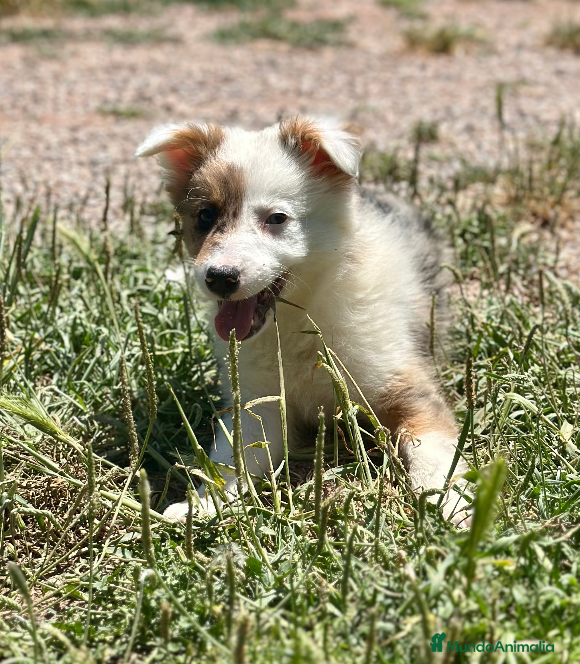 Border Collie perros ÚNICA BORDER COLLIE TRICOLOR MERLE DISPONIBLE - Anuncio 7