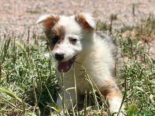 Border Collie perros ÚNICA BORDER COLLIE TRICOLOR MERLE DISPONIBLE - Anuncio 10
