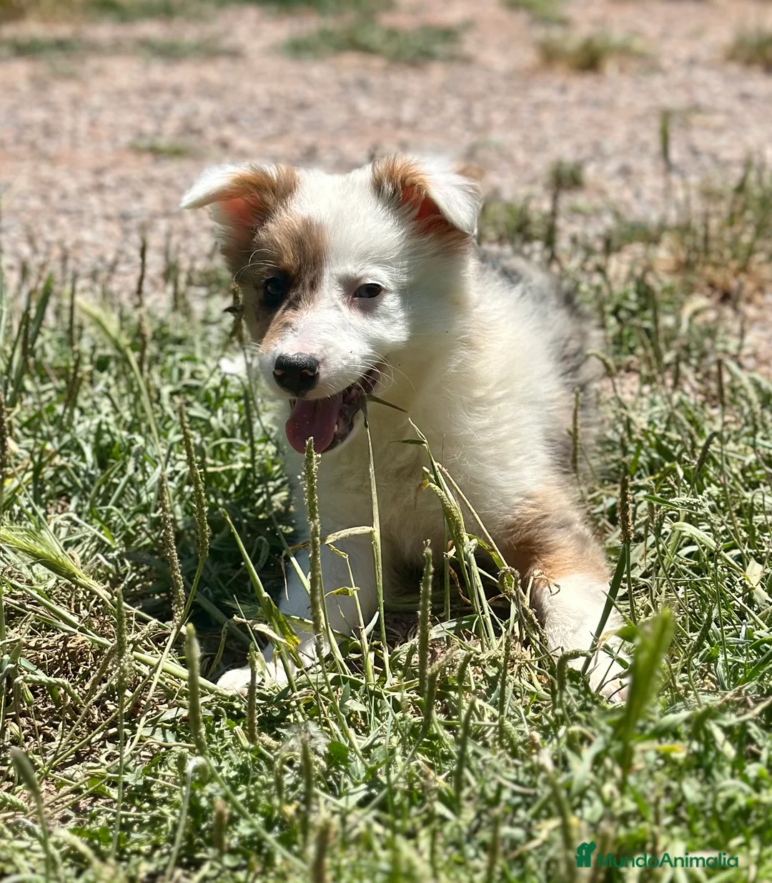 Border Collie perros en venta: ÚNICA BORDER COLLIE TRICOLOR MERLE DISPONIBLE - Anuncio 1