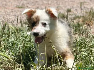 Border Collie perros ÚNICA BORDER COLLIE TRICOLOR MERLE DISPONIBLE - Anuncio 8