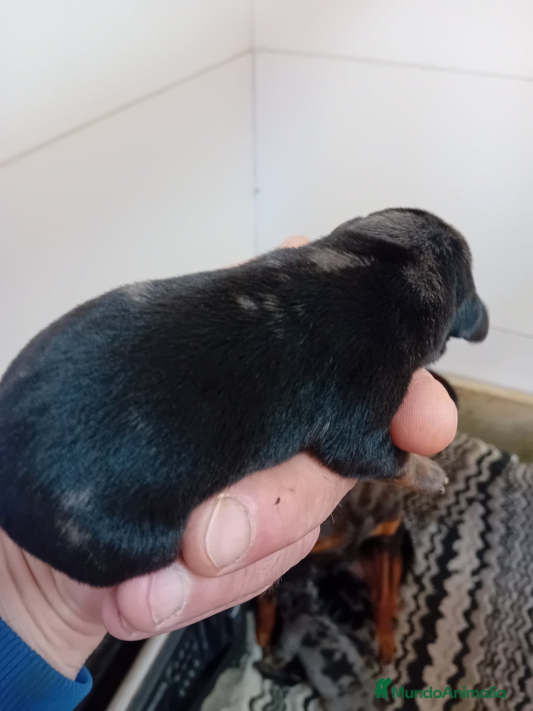 Pinscher Miniatura perros en venta: Picher autenticos - Imagen 5