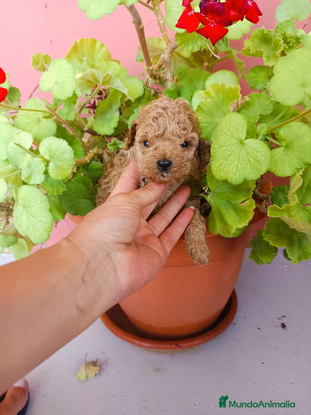 Caniche Toy perros en venta: Caniche toy - Anuncio 2