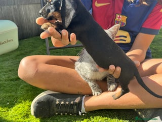 Teckel Miniatura perros - Anuncio 10