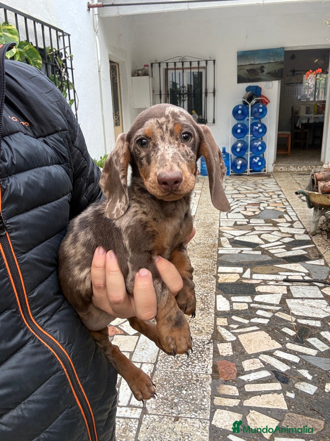 Teckel perros en venta: Teckels mini y kaninchen  - Anuncio 1