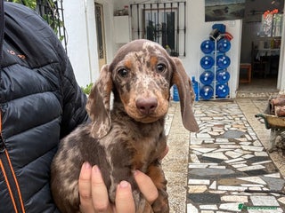 Teckel perros Teckels mini y kaninchen - Anuncio 1