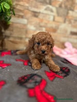 Caniche Toy perros - Anuncio 12