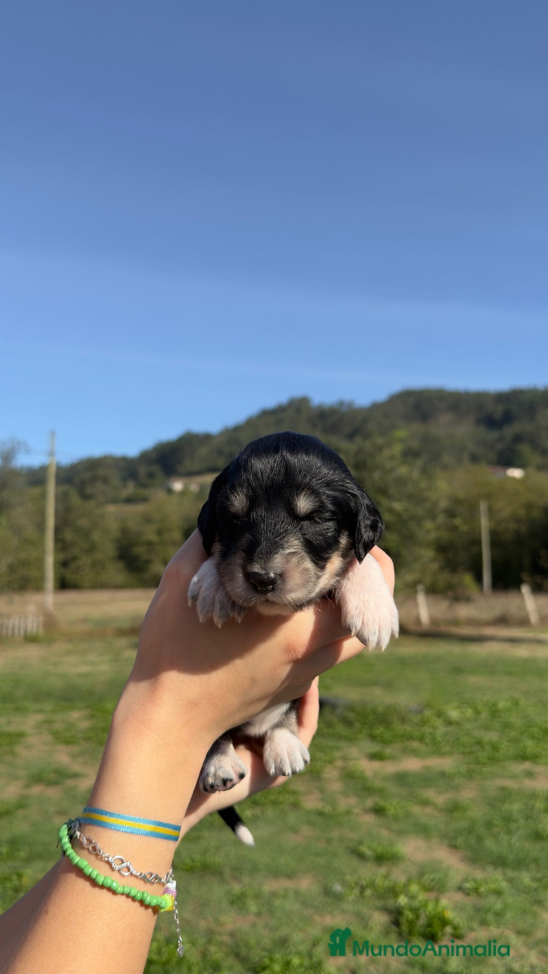 Saluki perros en venta: Camada de Salukis  - Imagen 24