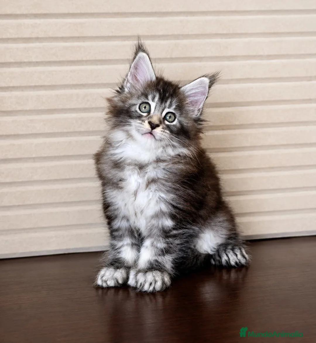 Maine Coon gatos en venta: Gatitas Maine Coon - Anuncio 1