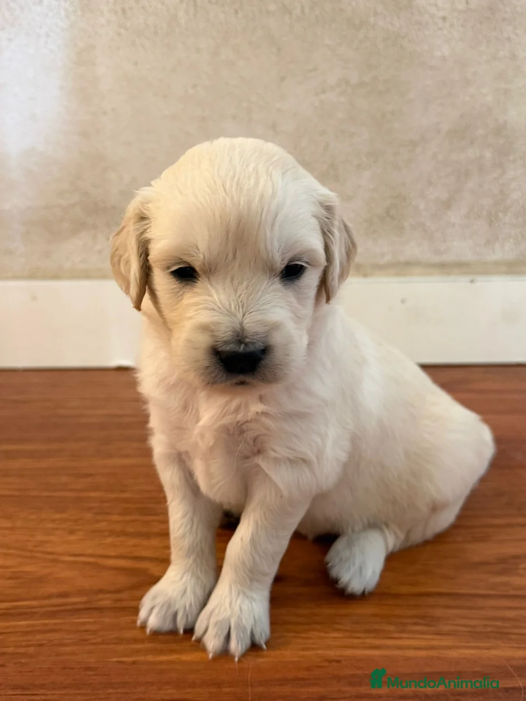 Golden Retriever perros en venta: Preciosos golden retriever🔥🐾 - Anuncio 1