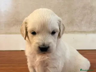 Golden Retriever perros Preciosos golden retriever🔥🐾 - Anuncio 1