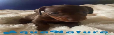 Teckel