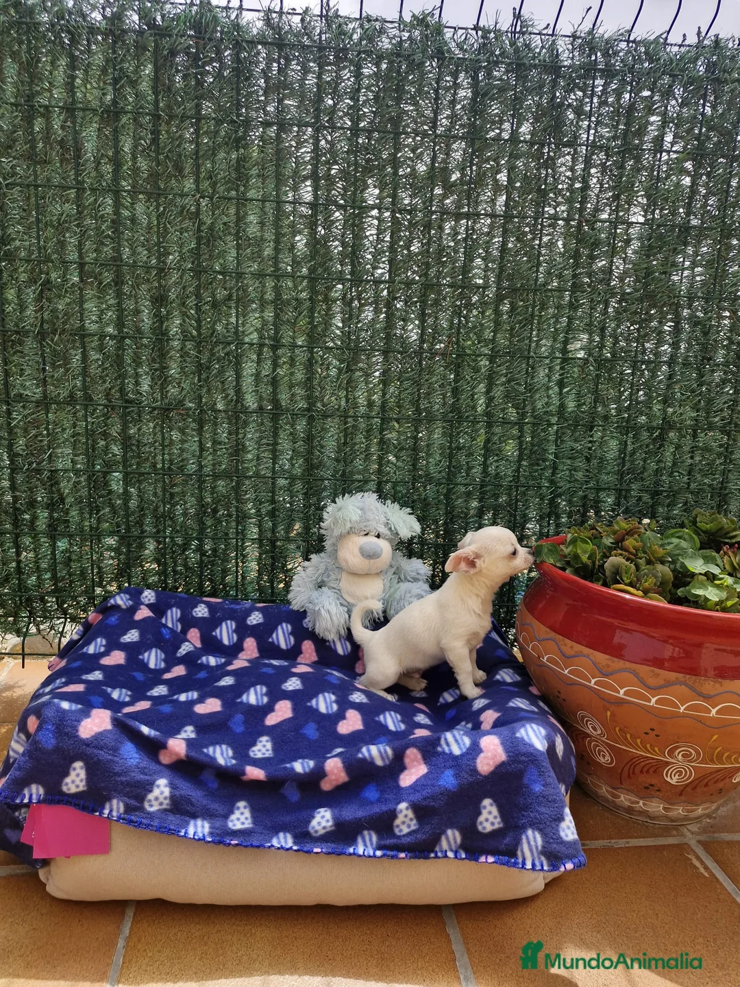 Chihuahua perros en venta: Chihuahuas toy  en Barcelona - Anuncio 5