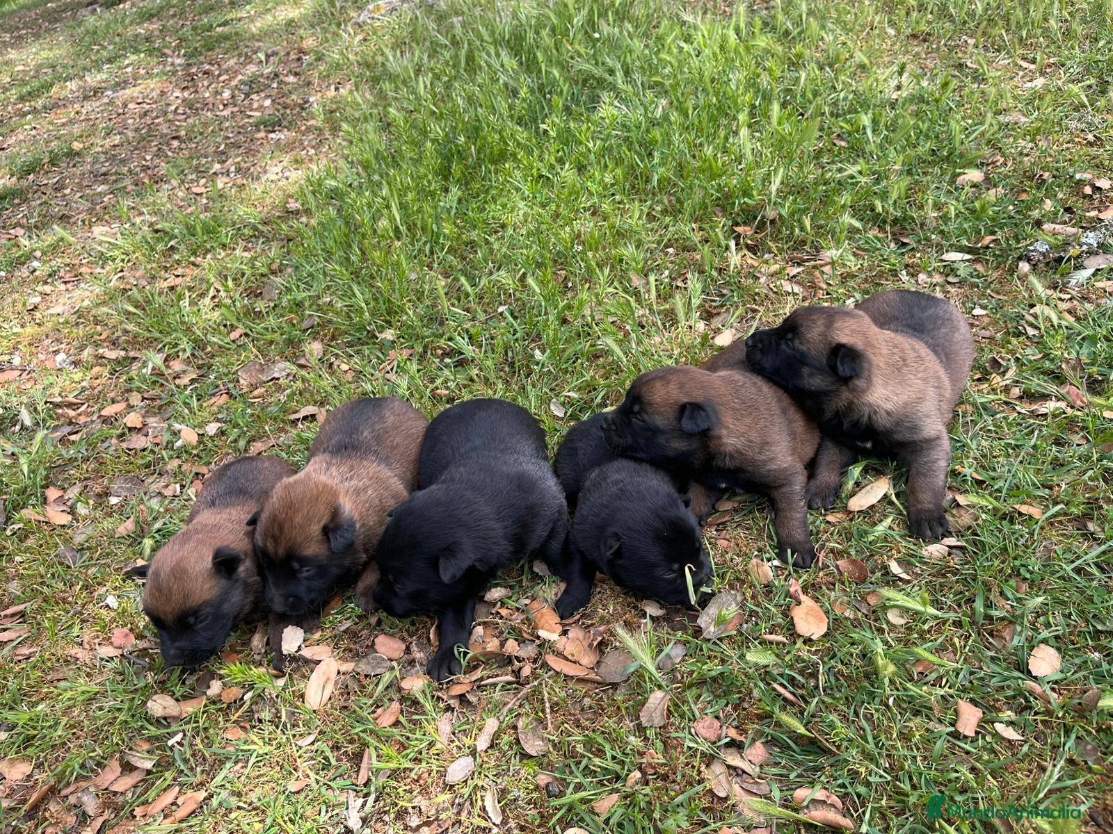 Pastor Belga Malinois perros Pastor Belga malinois - Anuncio 1