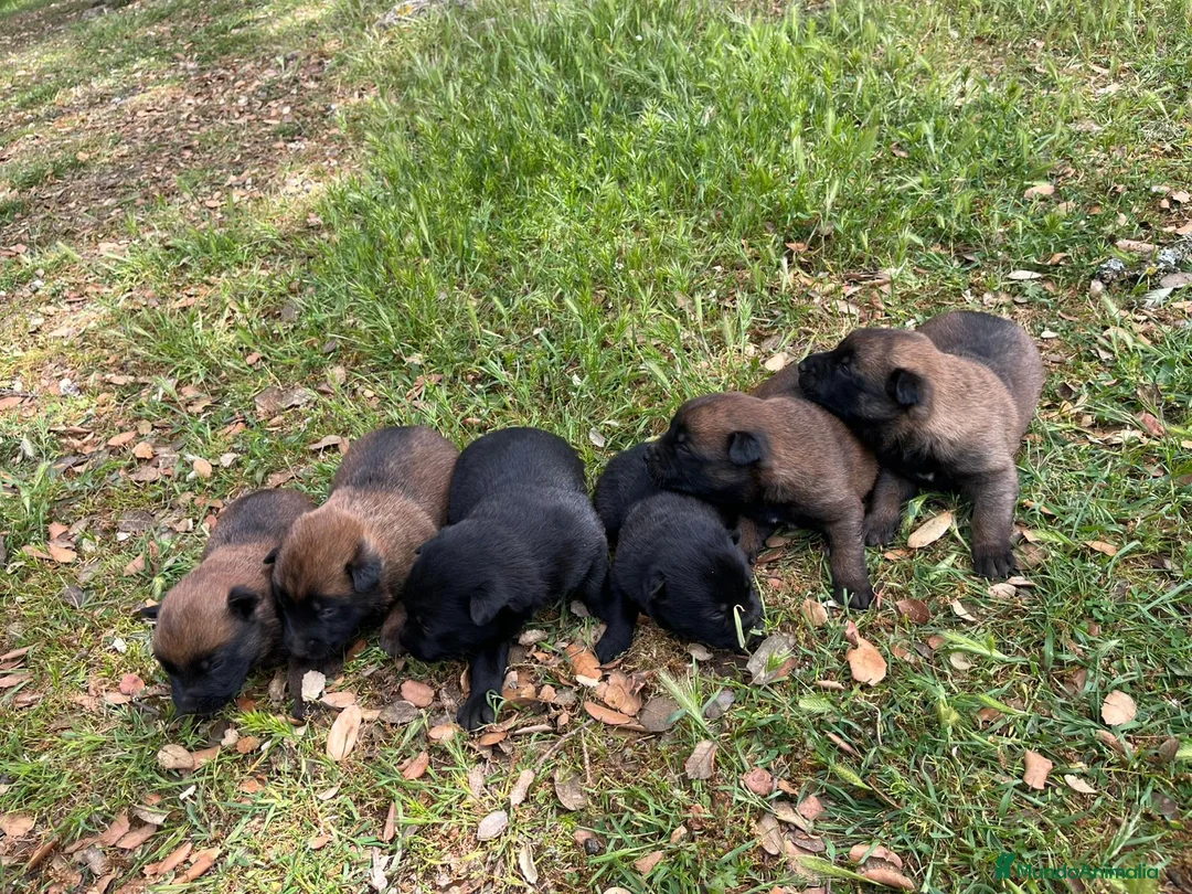 Pastor Belga Malinois perros en venta: Pastor Belga malinois - Anuncio 1