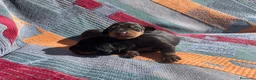 Teckel perros en venta: perro salchicha bebe en Madrid - Anuncio 12