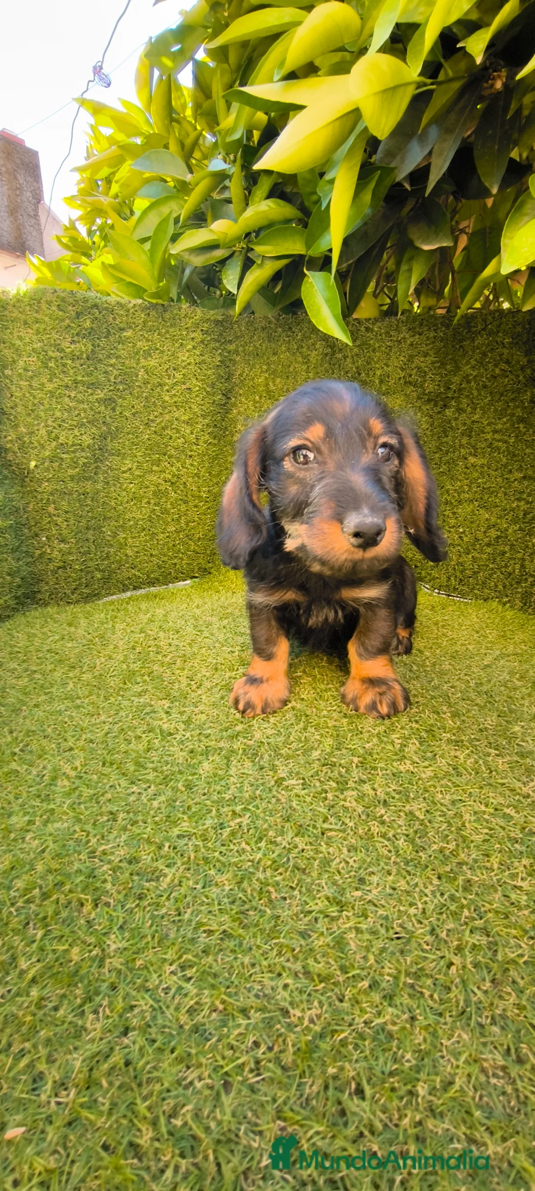 Teckel perros en venta: teckel pelo basto corto macho  - Anuncio 2