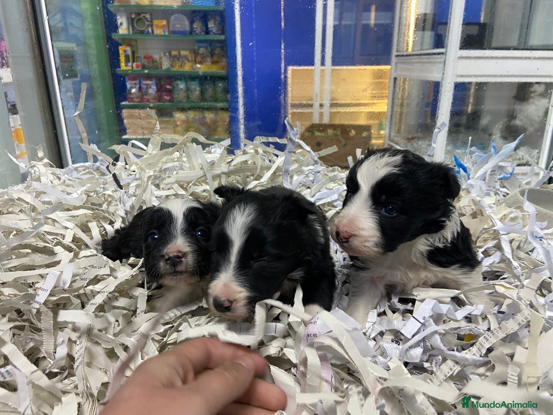 Border Collie perros en venta: Border collie 350€ ¡PRECIO REAL! - Anuncio 6