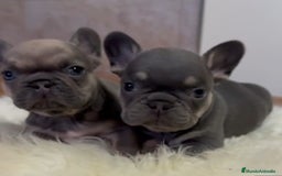 Bulldog Francés perros en venta: Bulldog francés  - Imagen 3