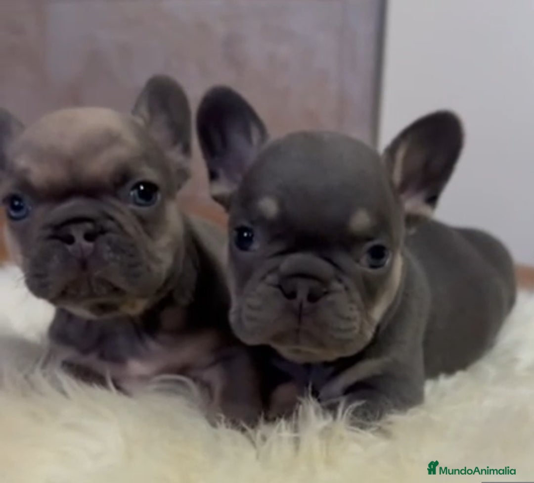 Bulldog Francés perros en venta: Bulldog francés  - Imagen 3