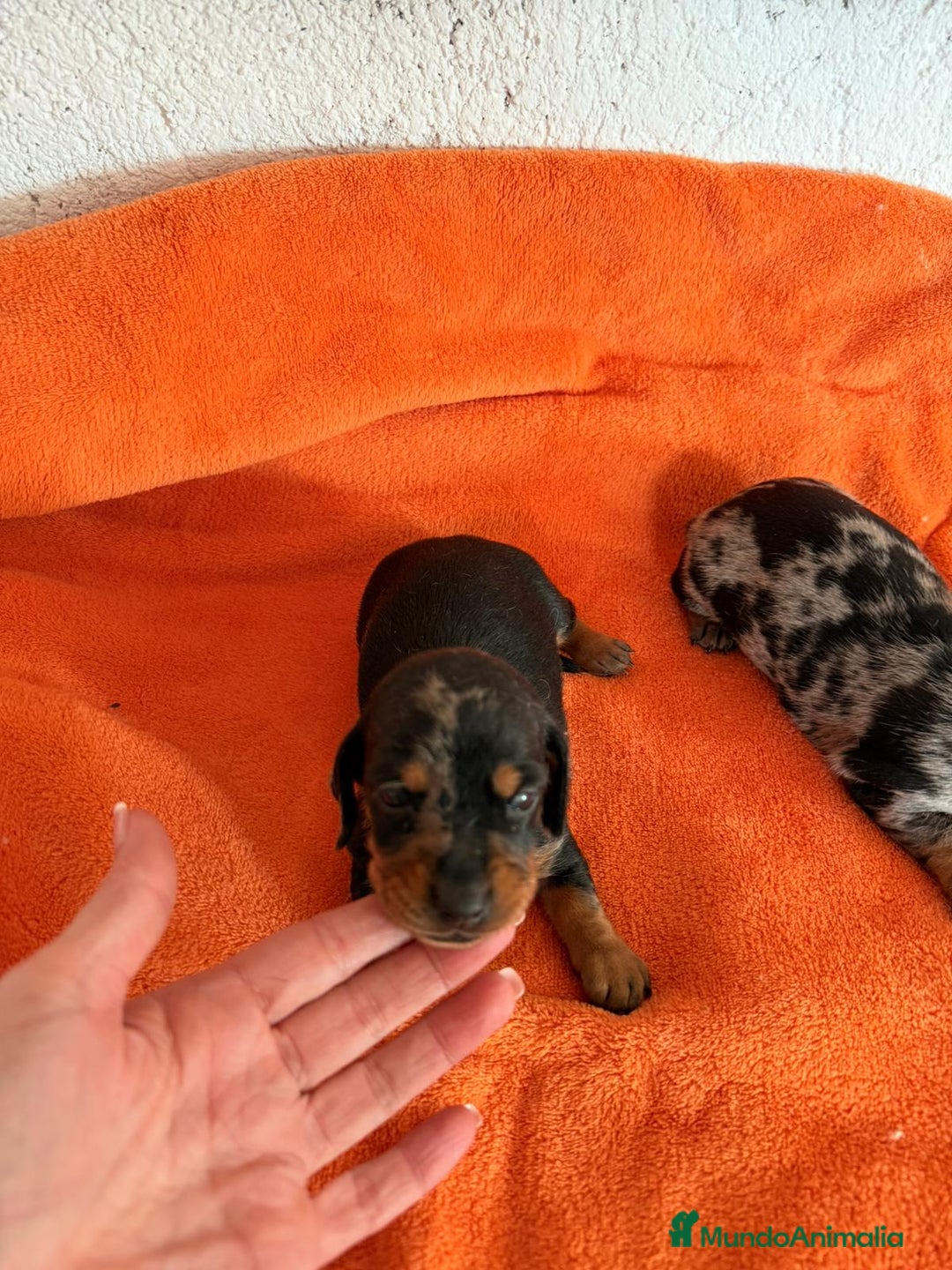 Teckel Miniatura perros en venta: Te kel miniatura  - Anuncio 1