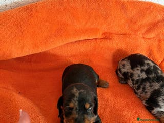 Teckel Miniatura perros Te kel miniatura - Anuncio 2