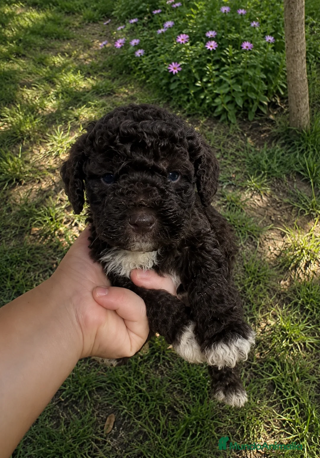 Perro de Agua Español perros en venta: Adorables cachorros con rizos - Anuncio 4