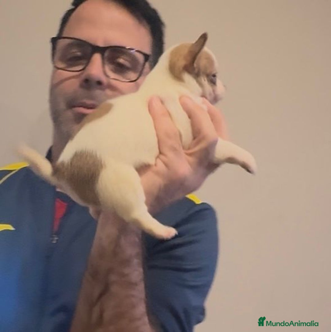 Chihuahua perros en venta: Chihuahua toy rusa - Anuncio 3