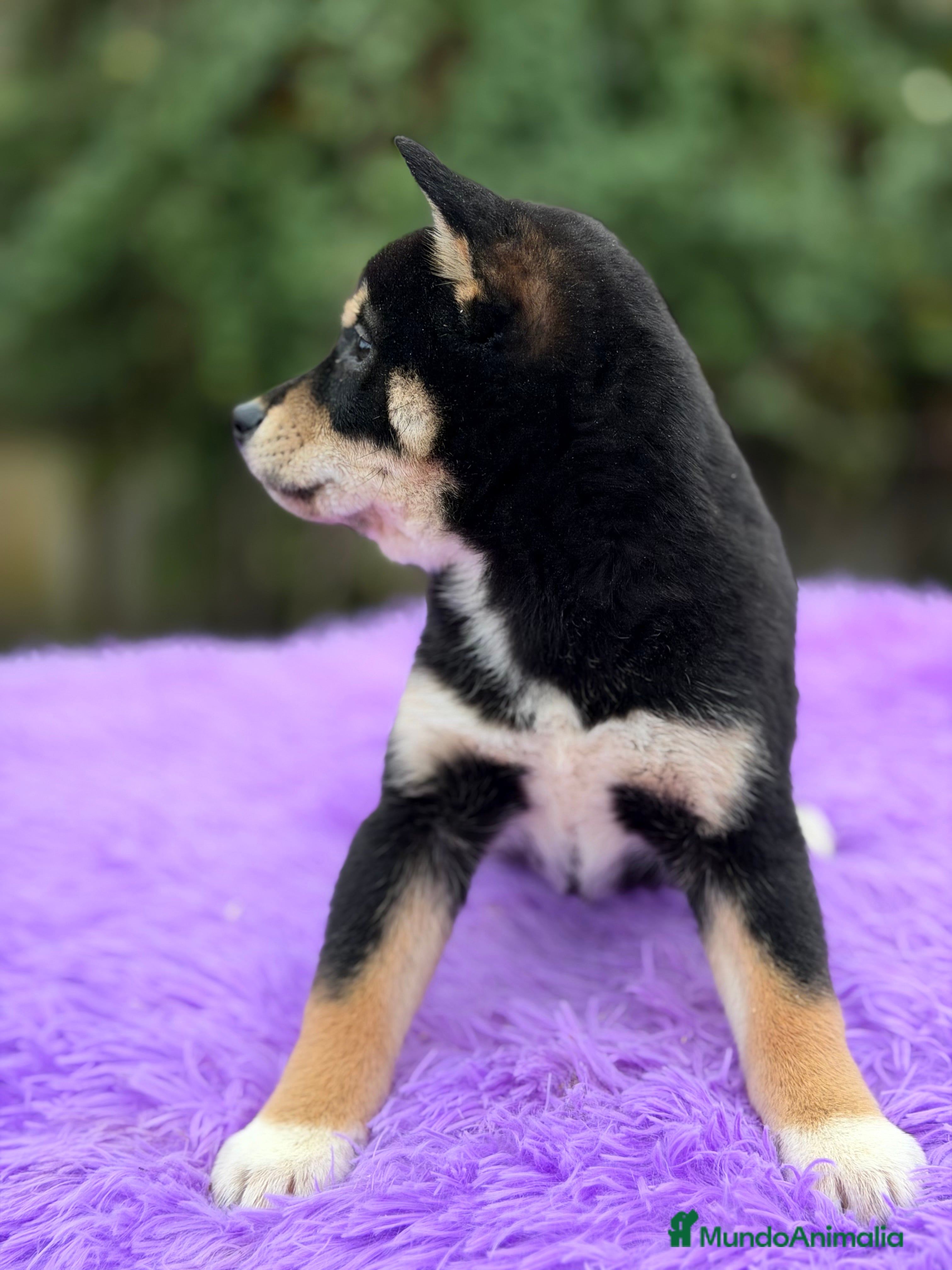 Shiba Inu perros Shiba Inu Negra  - Anuncio 2