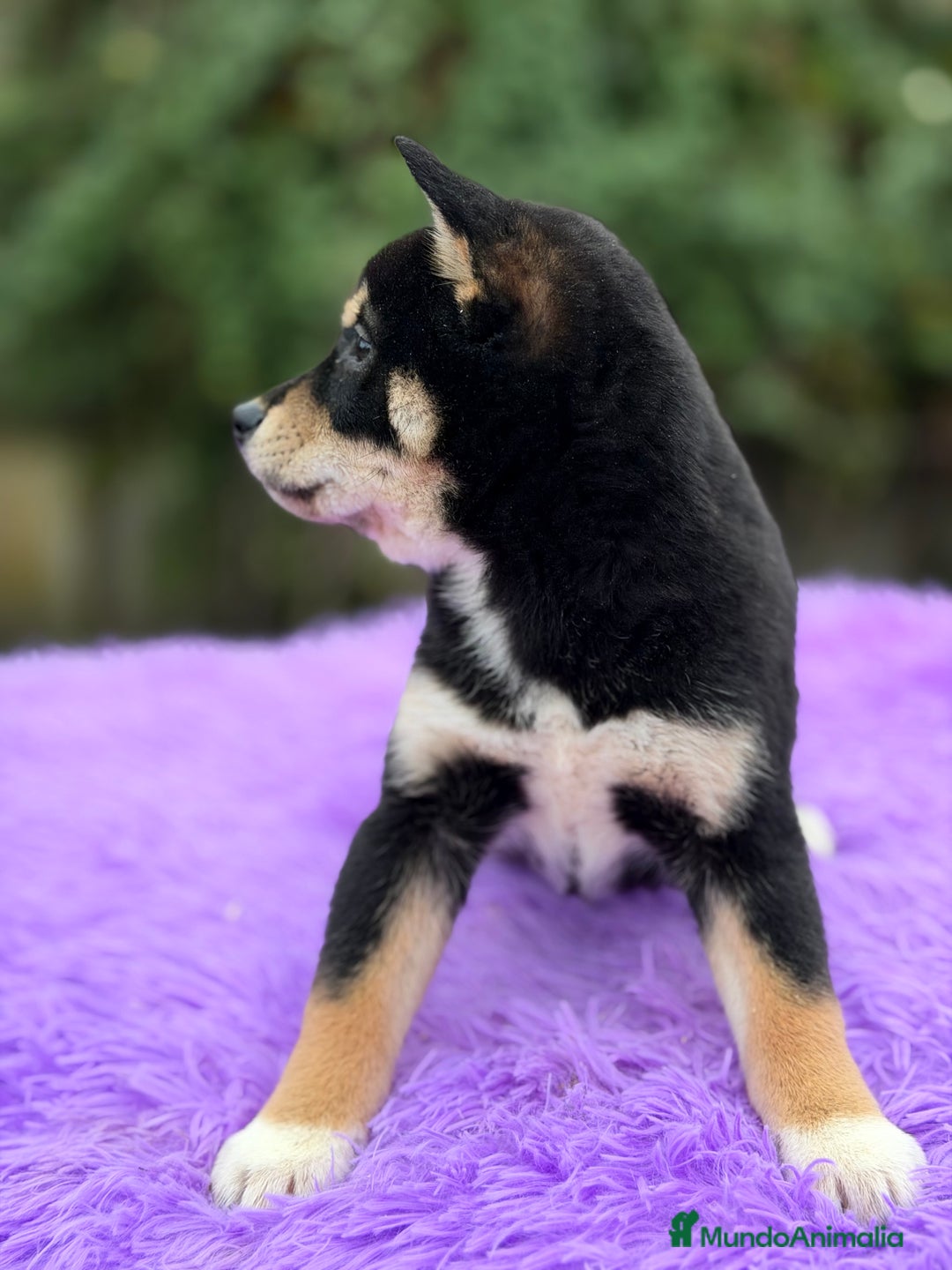 Shiba Inu perros en venta: Shiba Inu Negra  - Anuncio 2